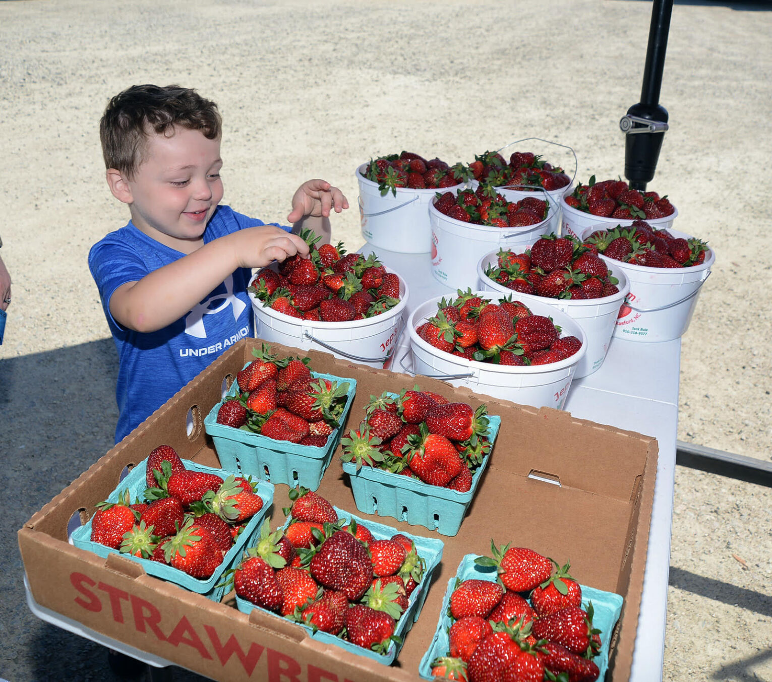 Strawberry picking